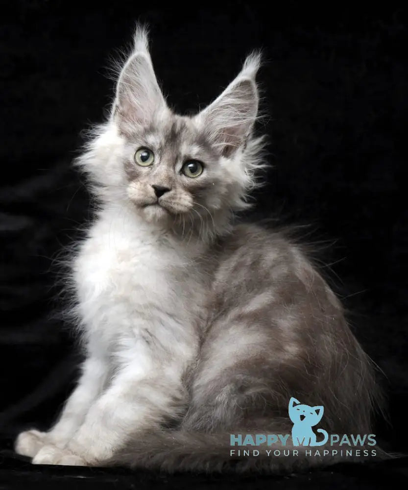 Evsey Maine Coon male black smoke live animals