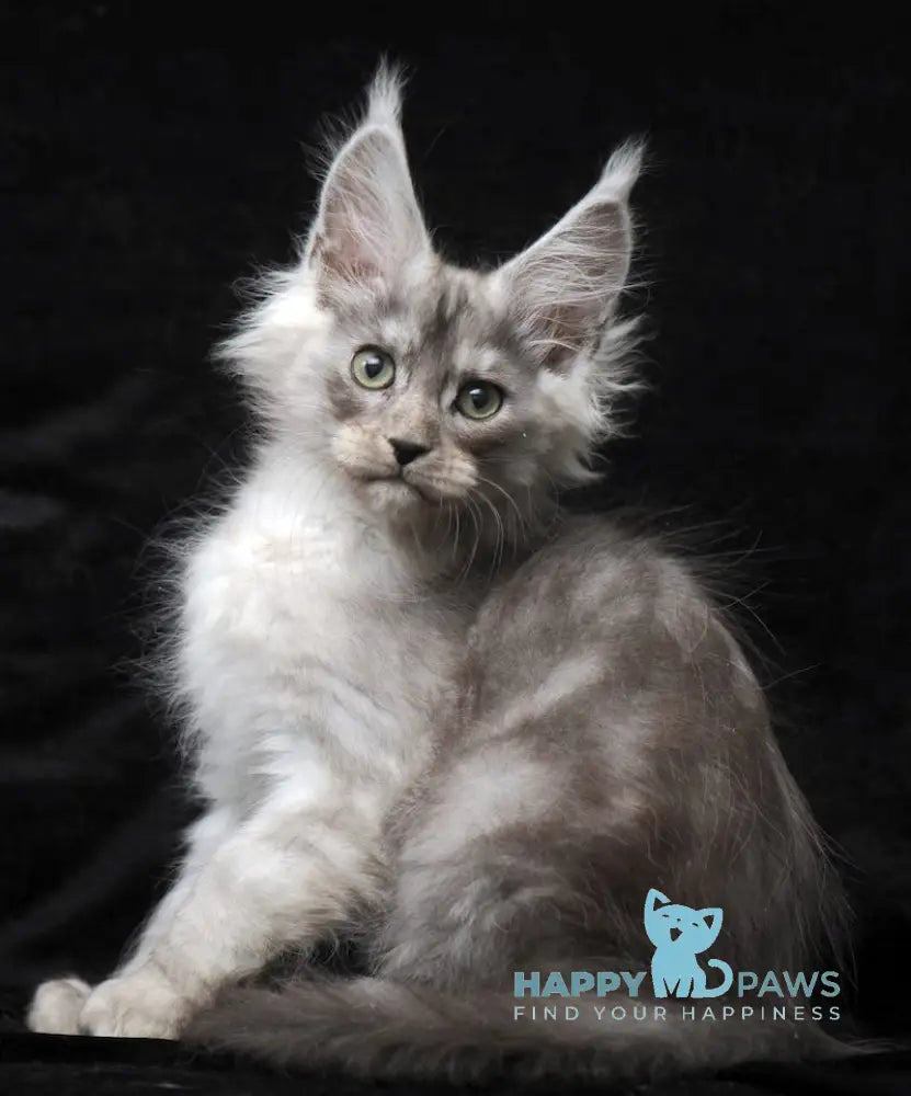 Evsey Maine Coon male black smoke live animals
