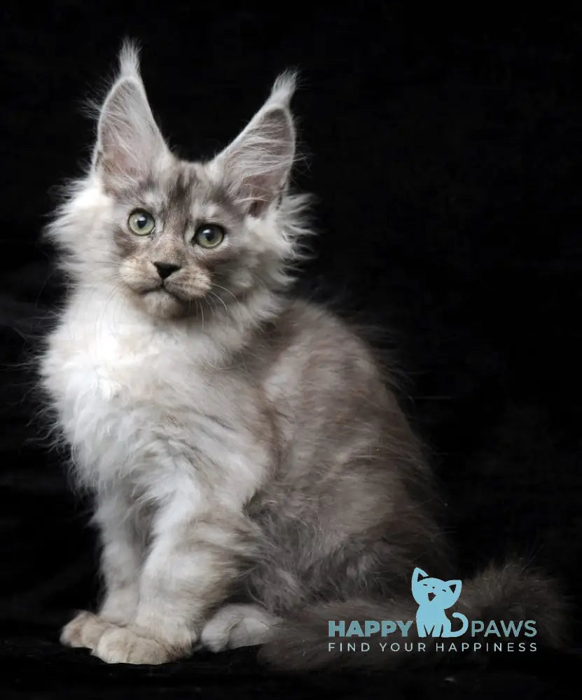 Evsey Maine Coon male black smoke live animals