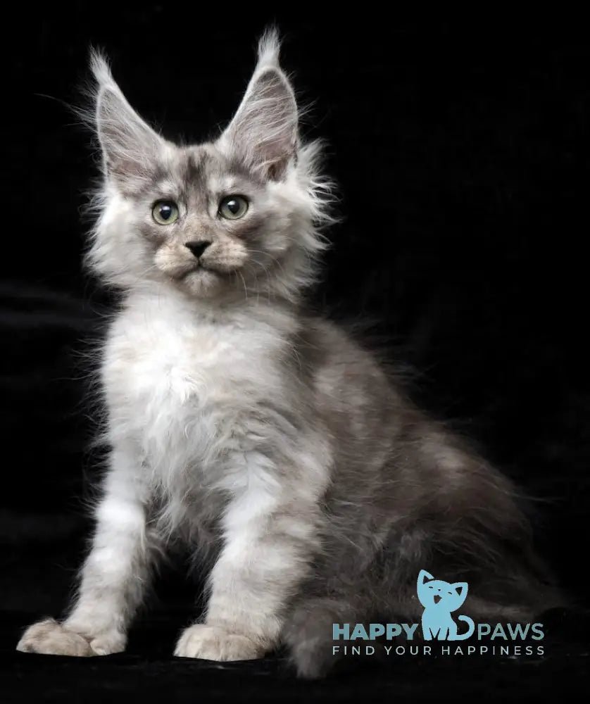 Evsey Maine Coon male black smoke live animals