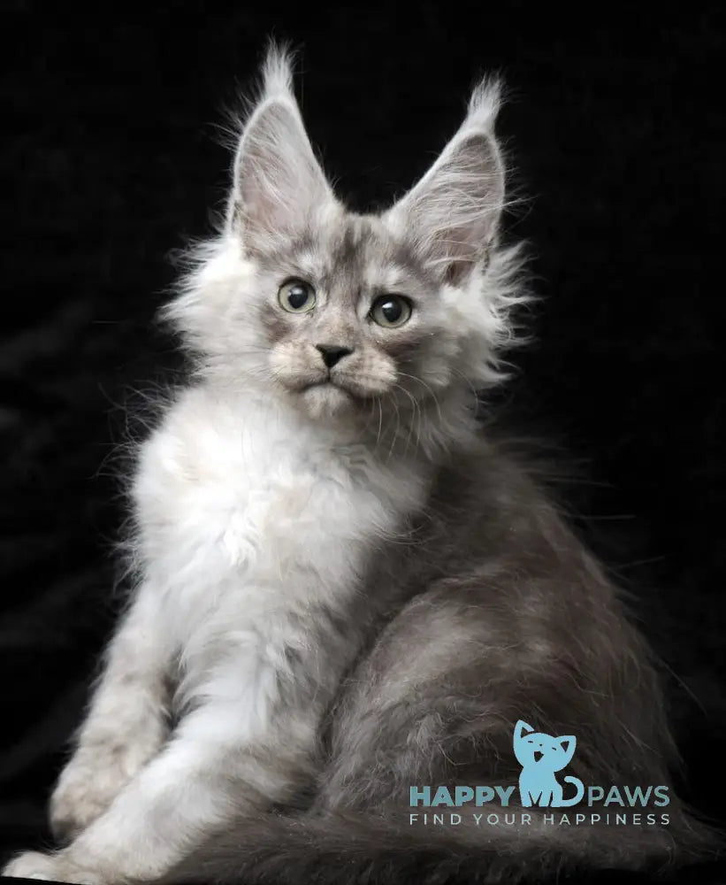 Evsey Maine Coon male black smoke live animals