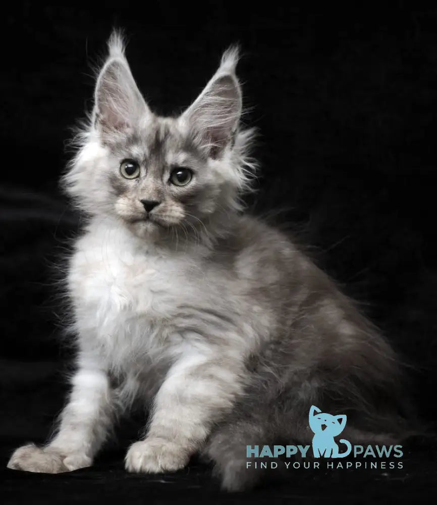 Evsey Maine Coon male black smoke live animals