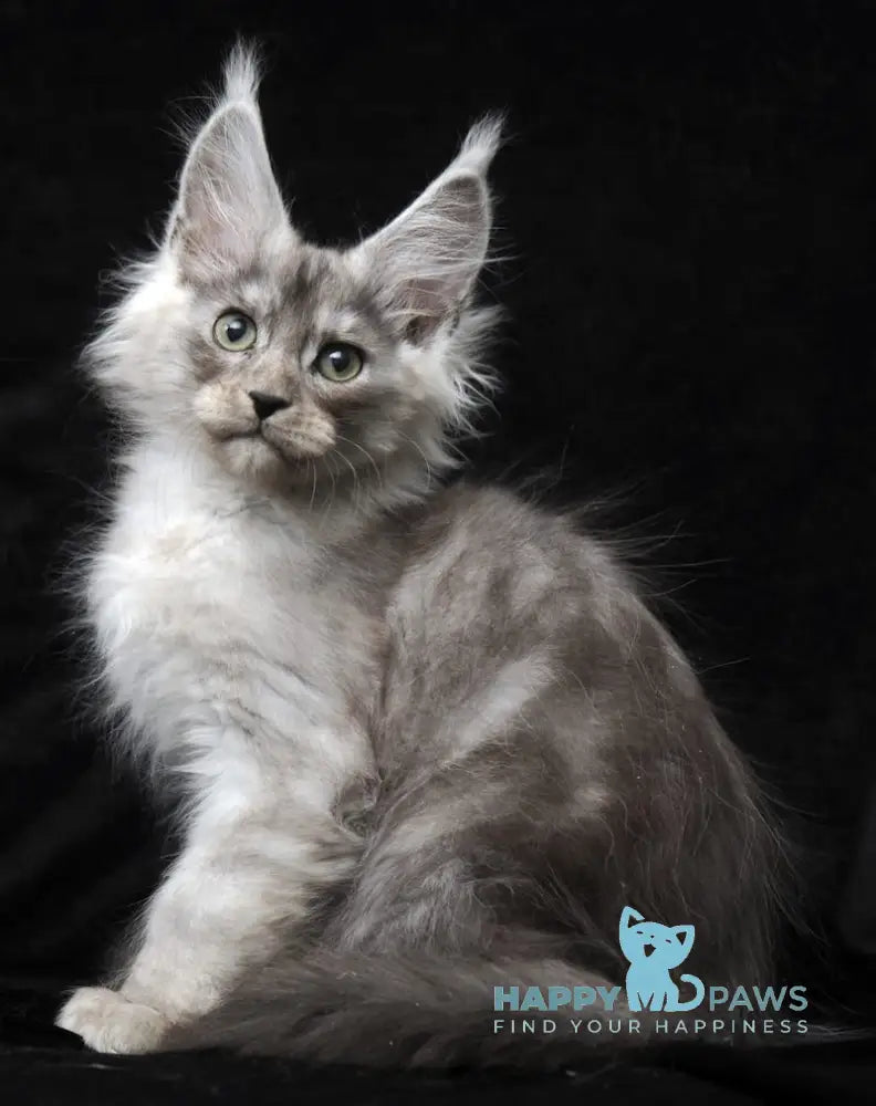 Evsey Maine Coon male black smoke live animals