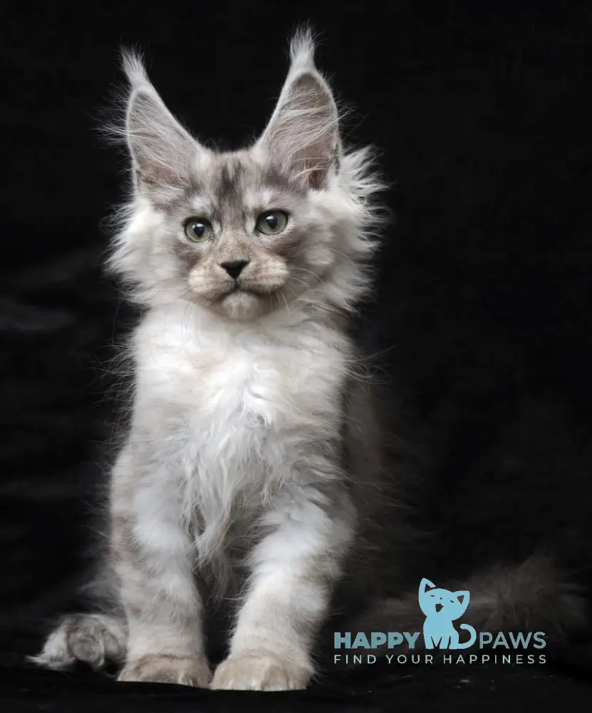 Evsey Maine Coon male black smoke live animals