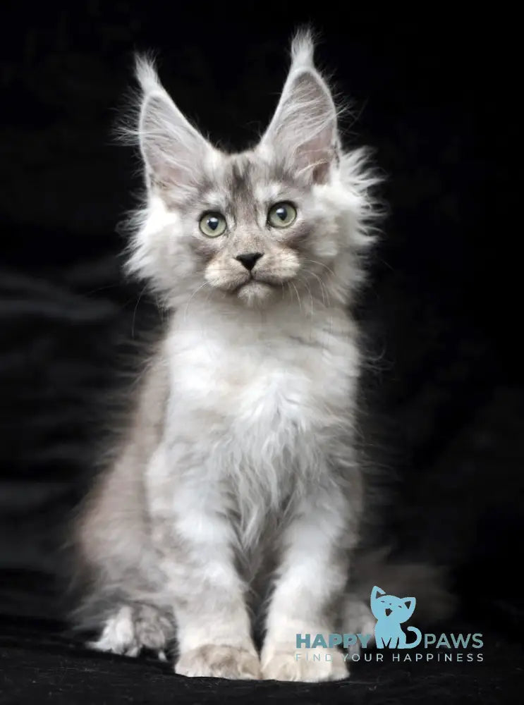 Evsey Maine Coon male black smoke live animals