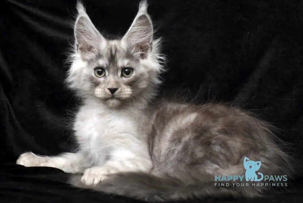 Evsey Maine Coon male black smoke live animals