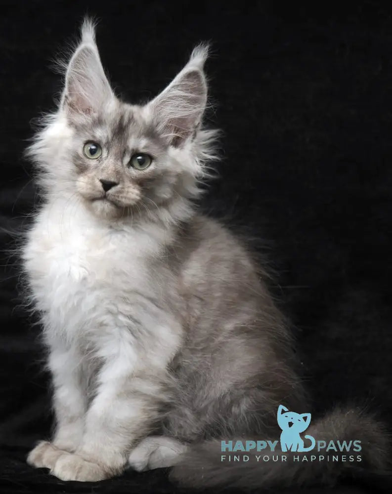 Evsey Maine Coon male black smoke live animals
