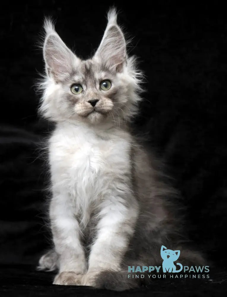 Evsey Maine Coon male black smoke live animals
