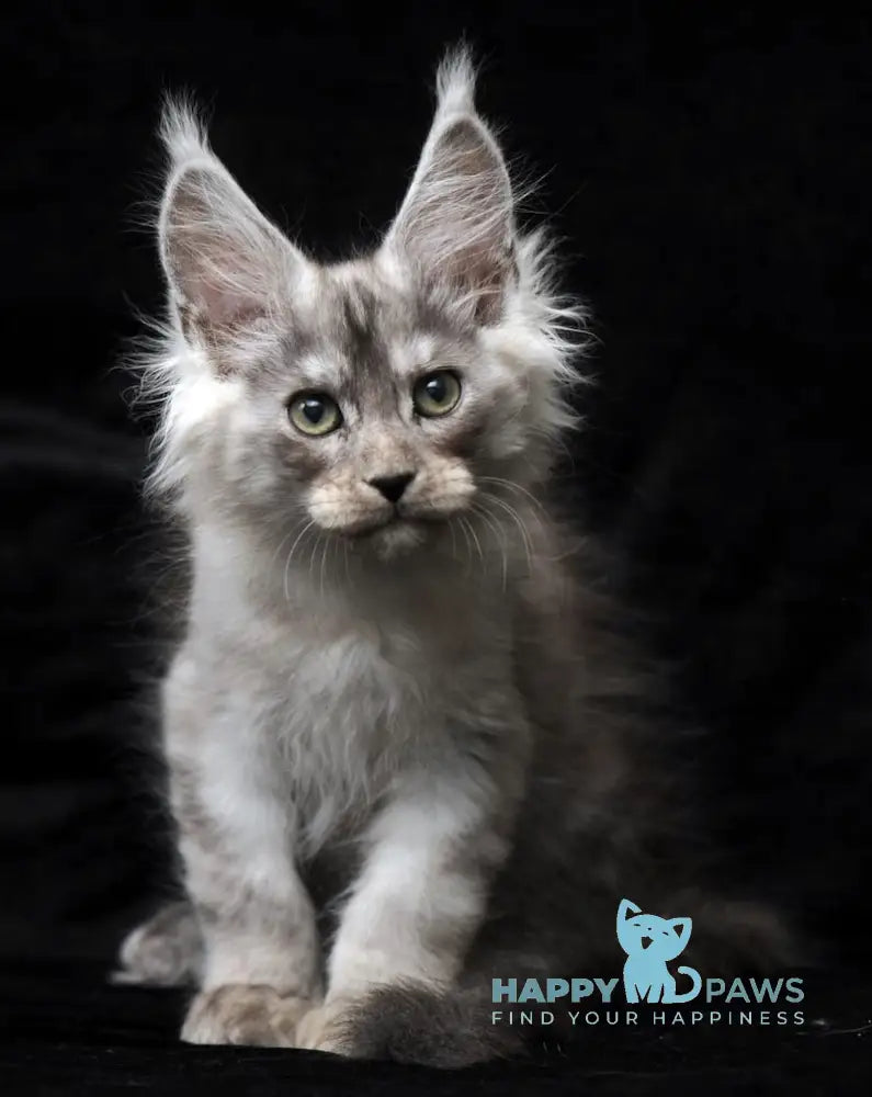Evsey Maine Coon male black smoke live animals