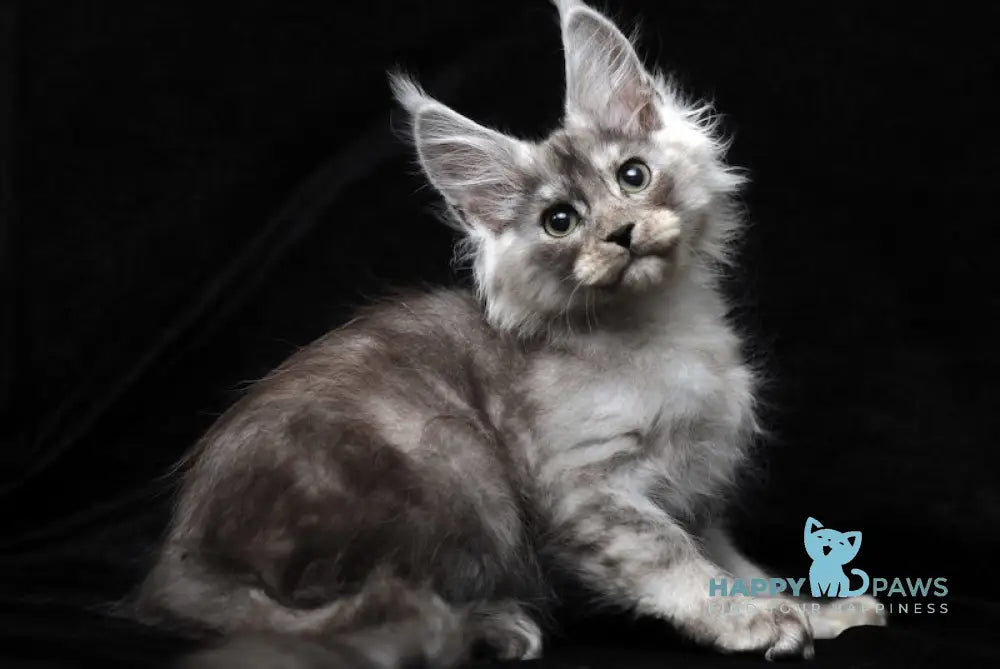 Evsey Maine Coon male black smoke live animals