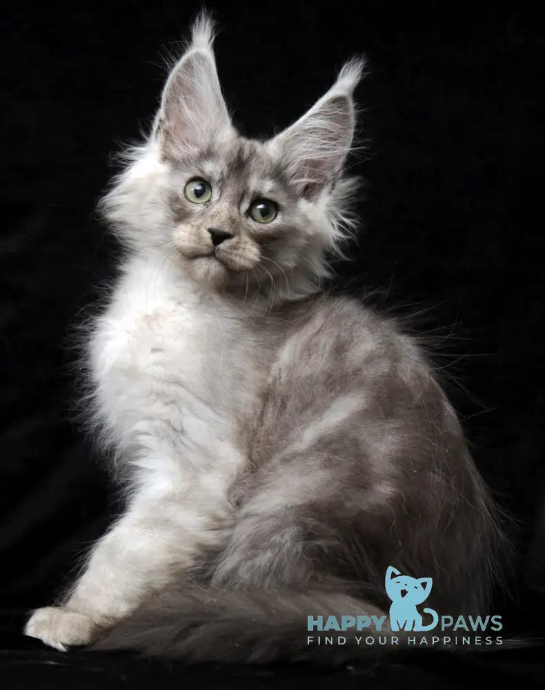 Evsey Maine Coon male black smoke live animals