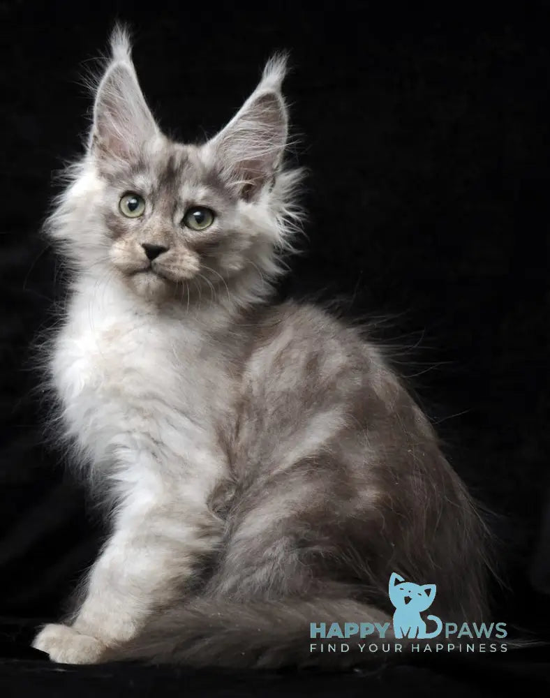 Evsey Maine Coon male black smoke live animals