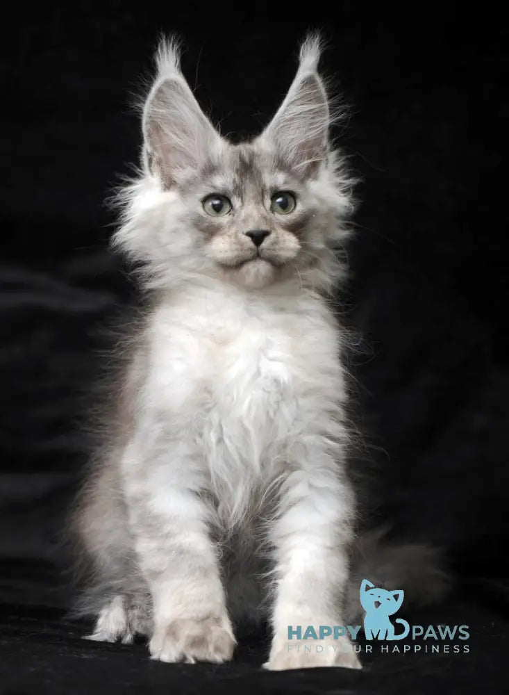Evsey Maine Coon male black smoke live animals