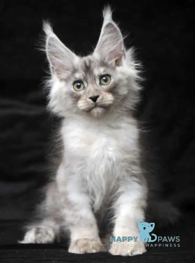 Evsey Maine Coon male black smoke live animals