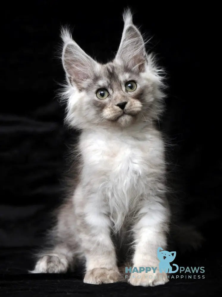 Evsey Maine Coon male black smoke live animals