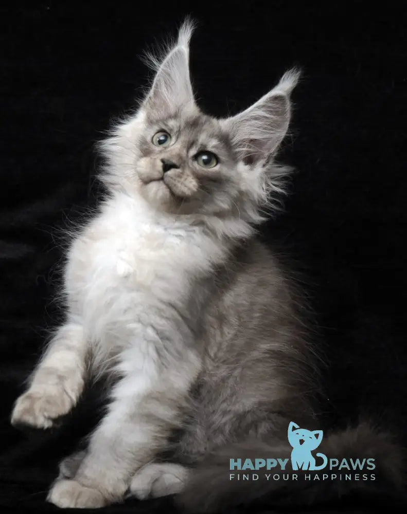 Evsey Maine Coon male black smoke live animals