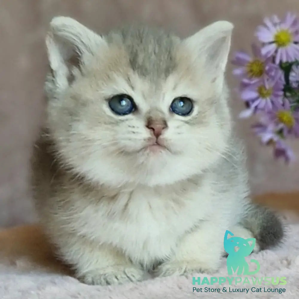 Evviva British Shorthair female blue golden ticked tabby - live animals