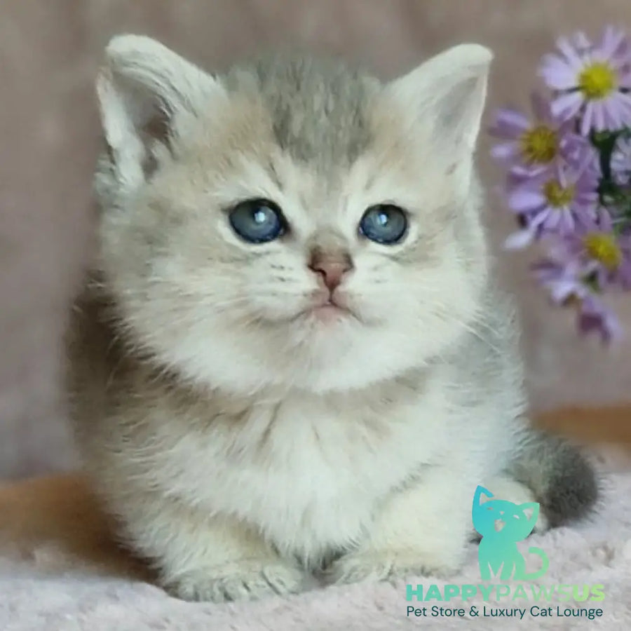Evviva British Shorthair female blue golden ticked tabby - live animals