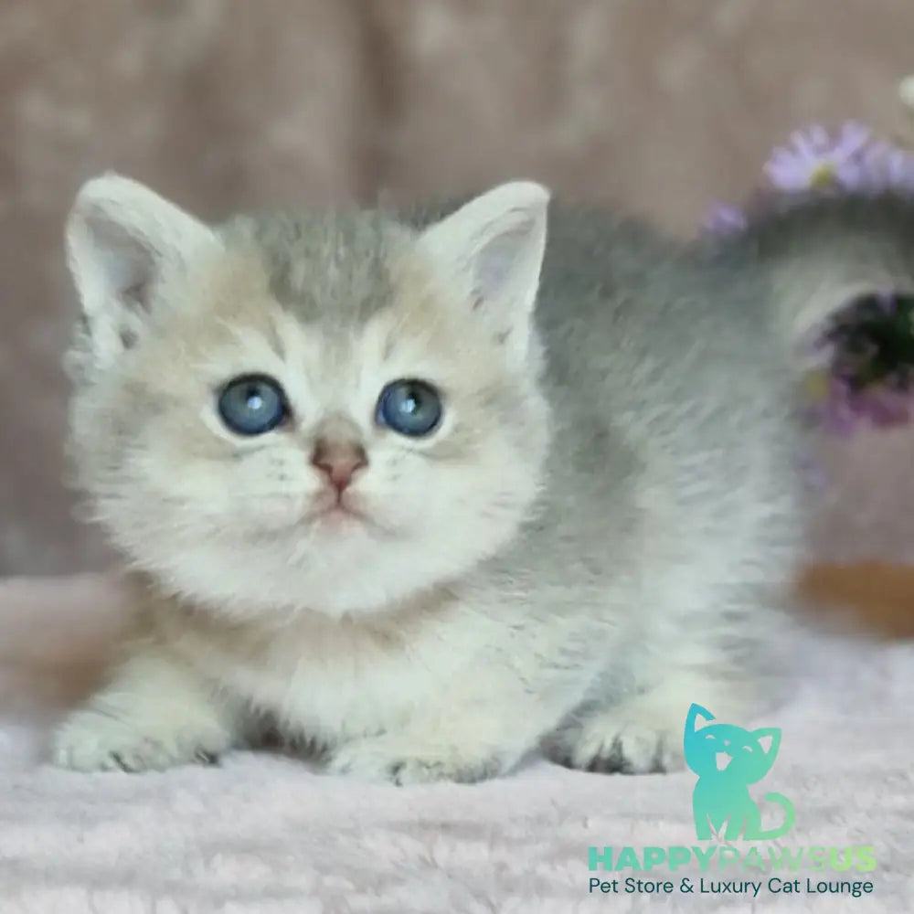 Evviva British Shorthair female blue golden ticked tabby - live animals