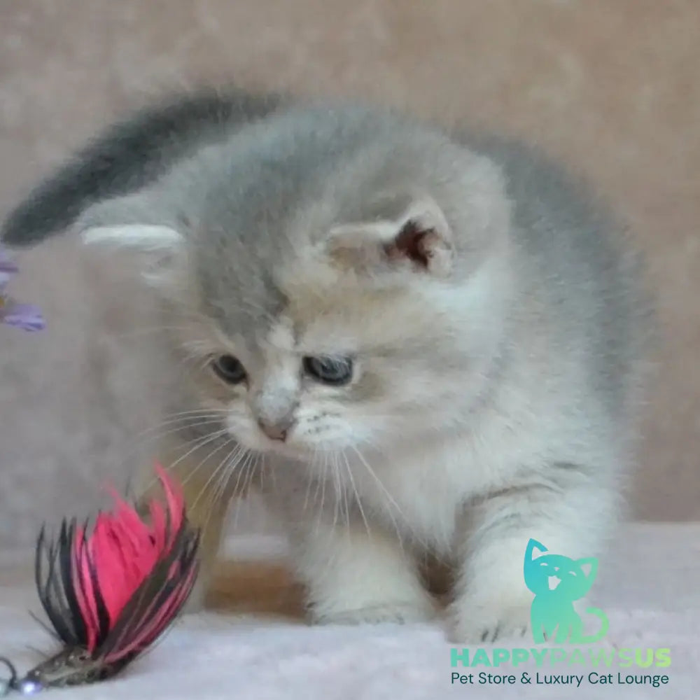 Evviva British Shorthair female blue golden ticked tabby - live animals