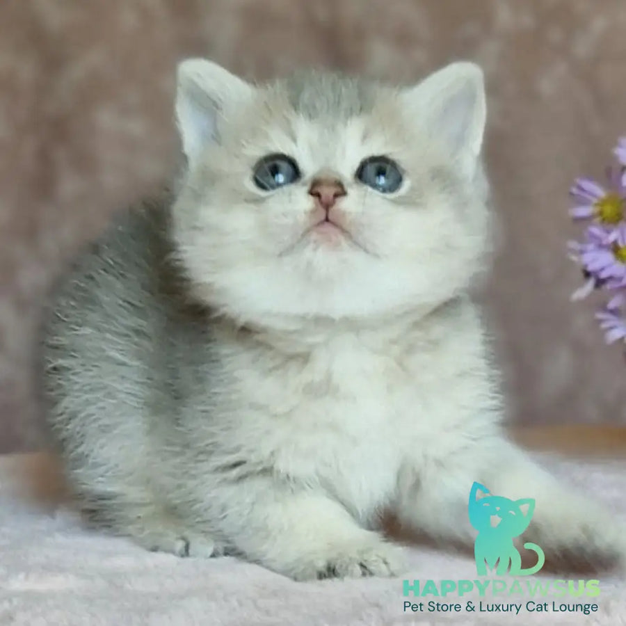 Evviva British Shorthair female blue golden ticked tabby - live animals