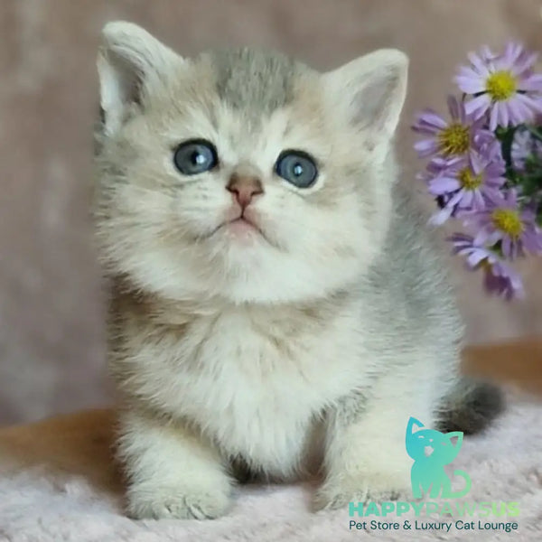 Evviva British Shorthair female blue golden ticked tabby - live animals