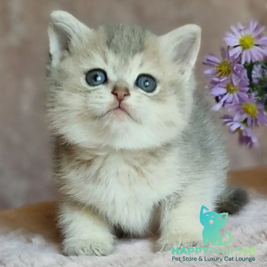 Evviva British Shorthair female blue golden ticked tabby - live animals