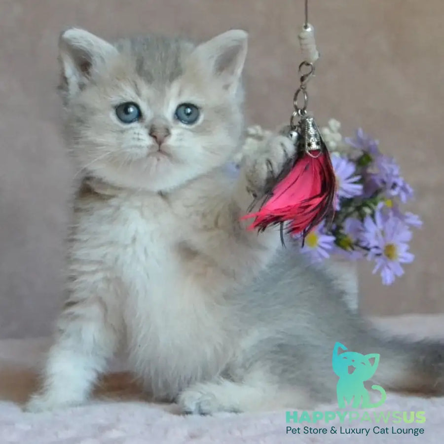 Evviva British Shorthair female blue golden ticked tabby - live animals