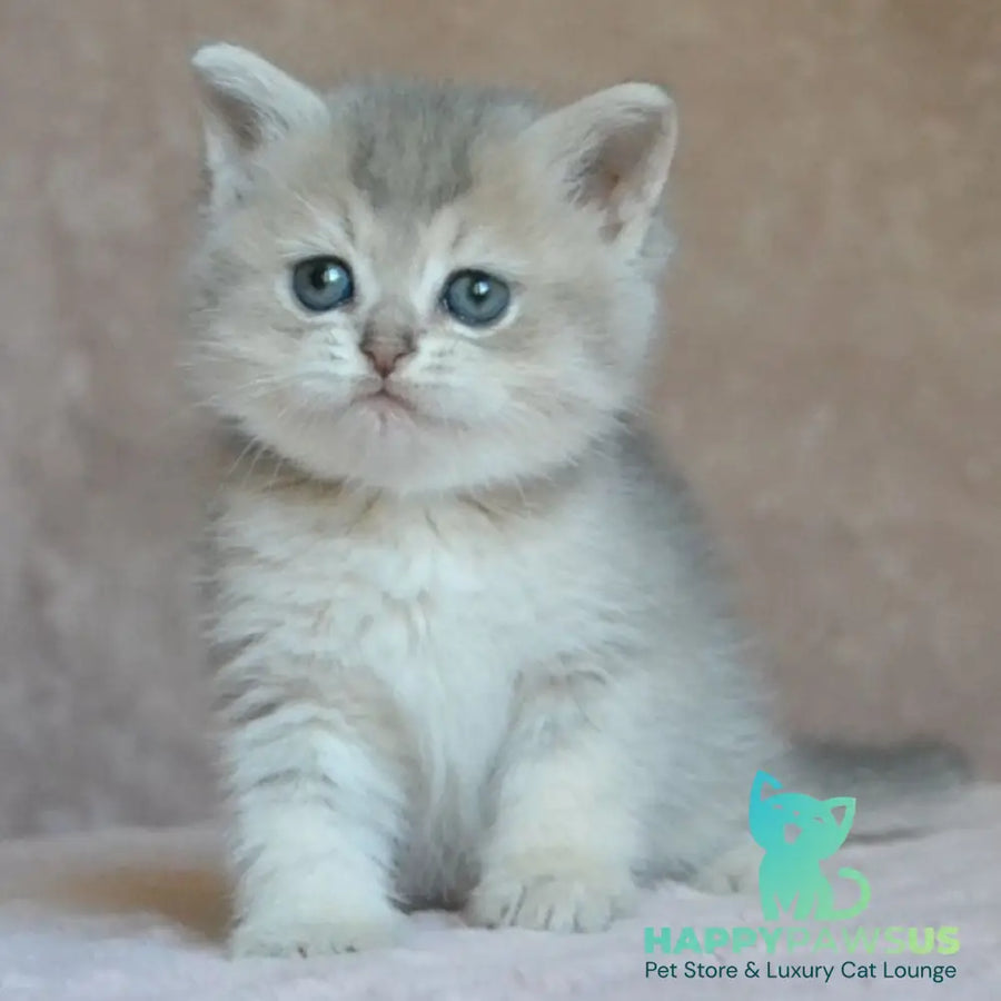 Evviva British Shorthair female blue golden ticked tabby - live animals
