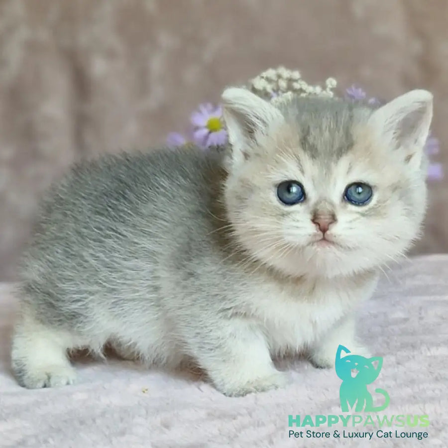 Evviva British Shorthair female blue golden ticked tabby - live animals
