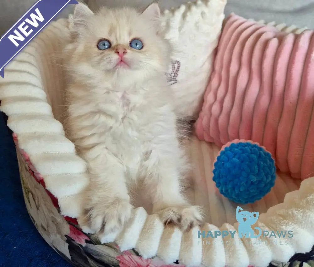 Ewa British Longhair female blue golden shaded pointed live animals