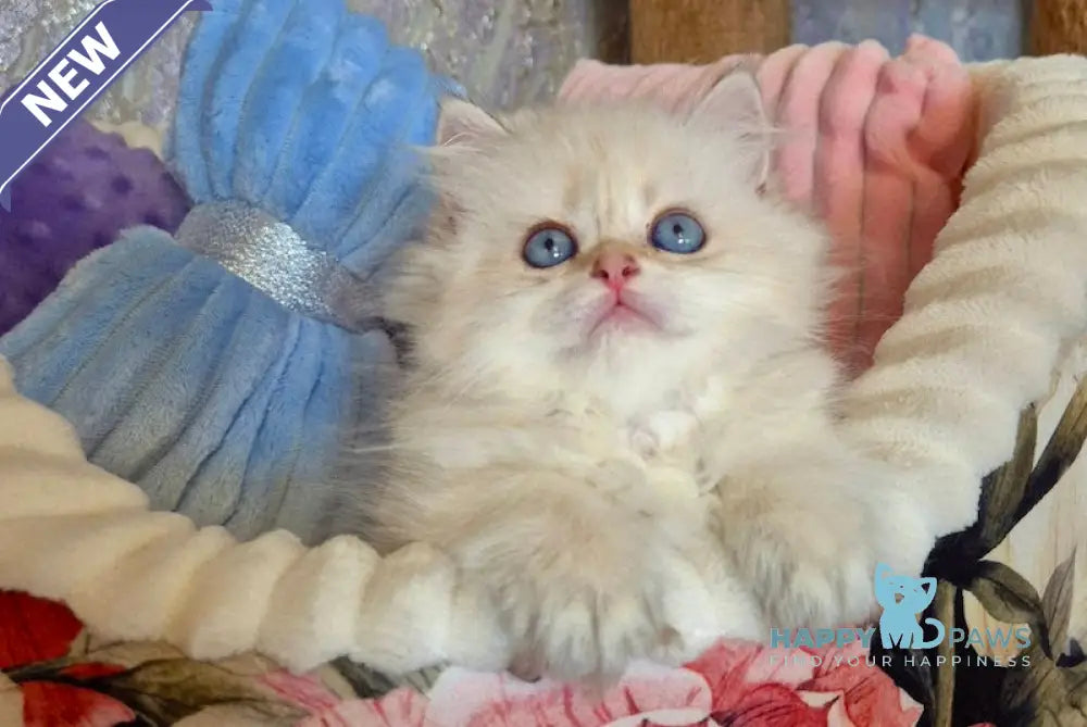 Ewa British Longhair female blue golden shaded pointed live animals