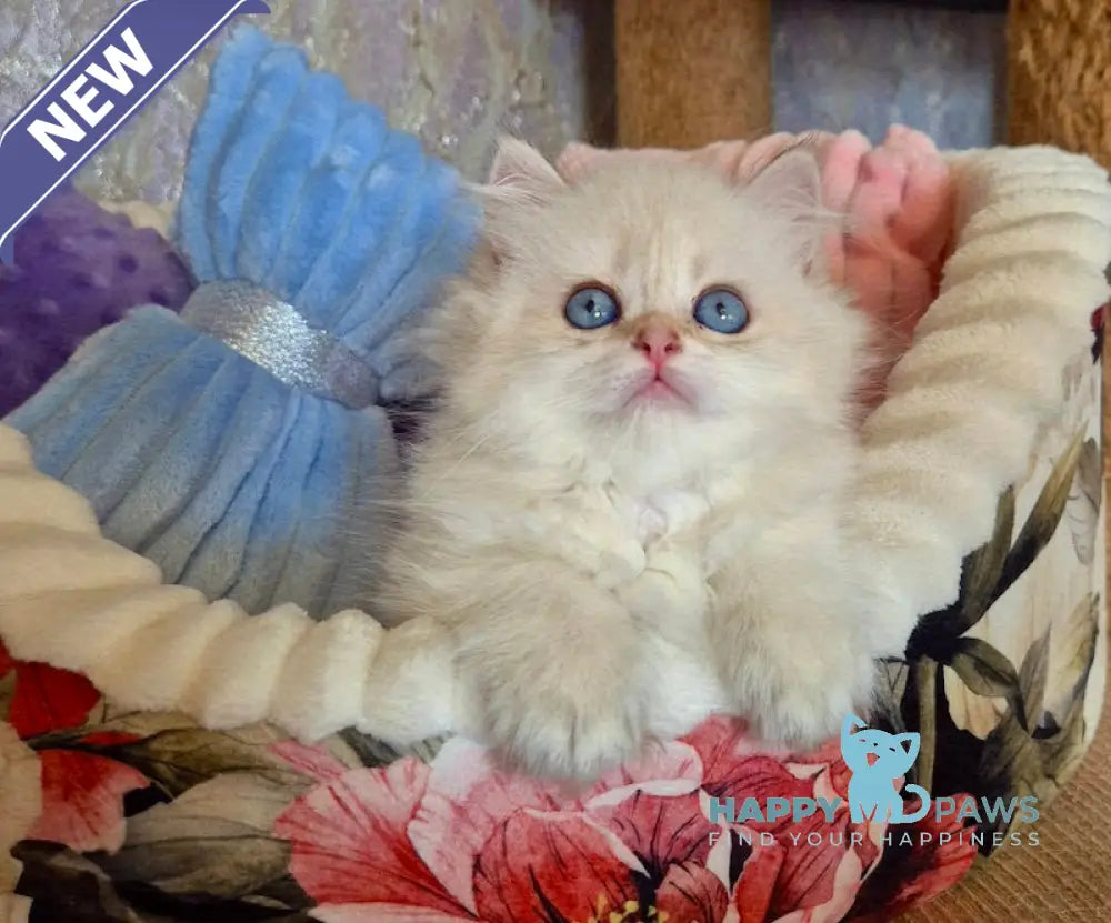 Ewa British Longhair female blue golden shaded pointed live animals