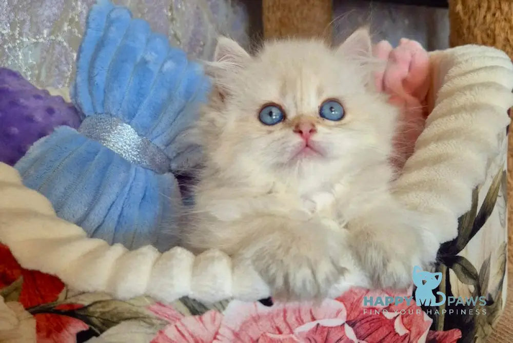 Ewa British Longhair female blue golden shaded pointed live animals