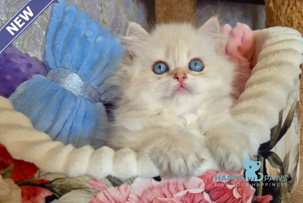 Ewa British Longhair female blue golden shaded pointed live animals