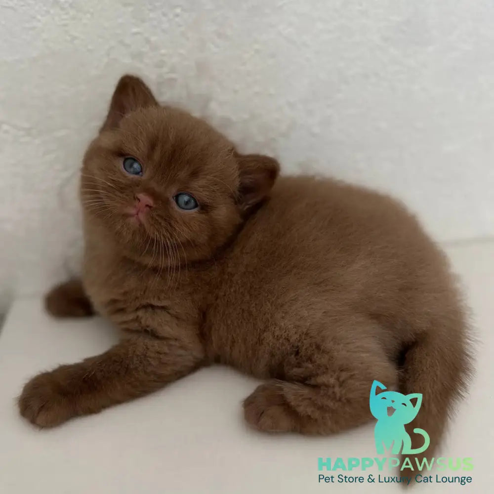 Ewa British Shorthair female cinnamon - live animals