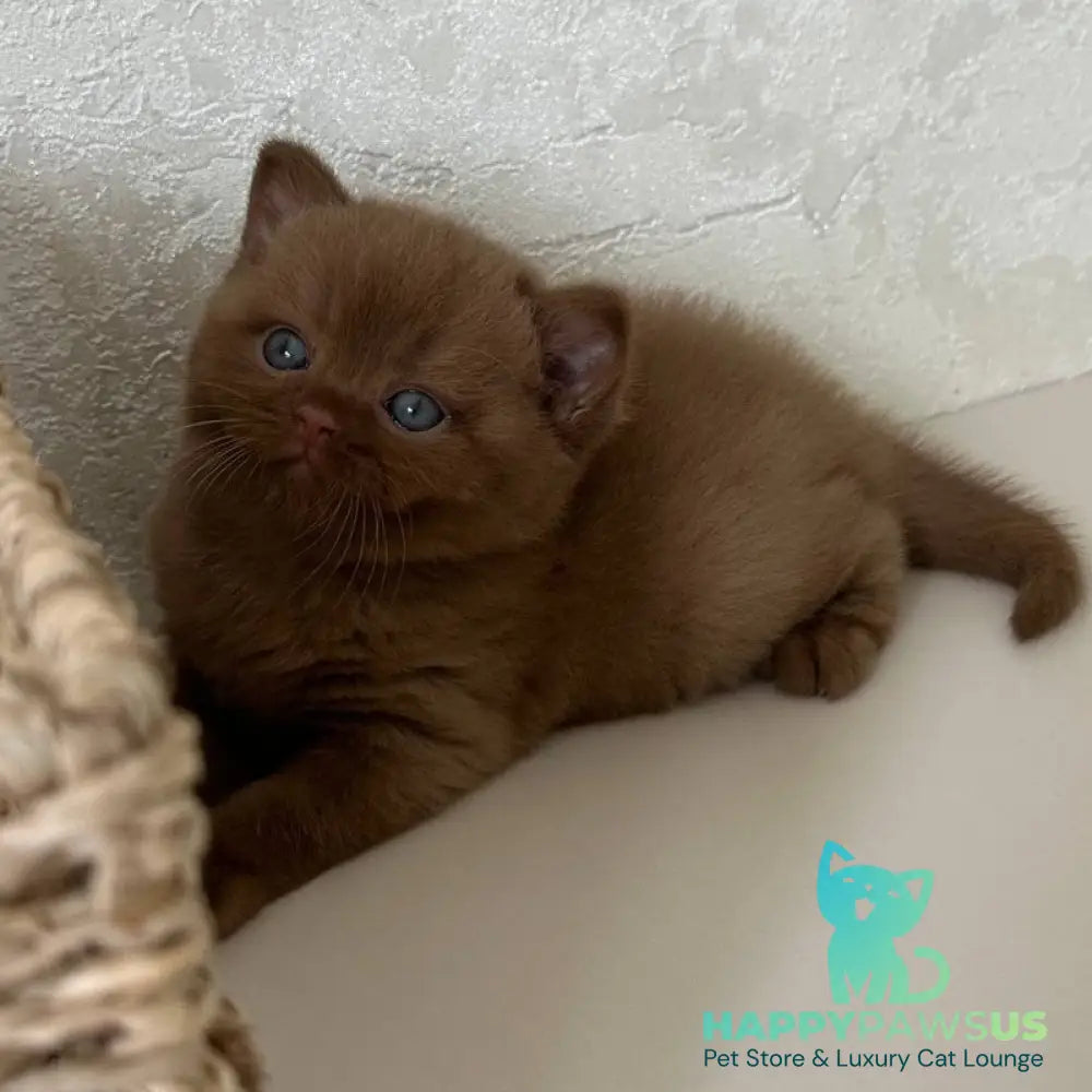 Ewa British Shorthair female cinnamon - live animals