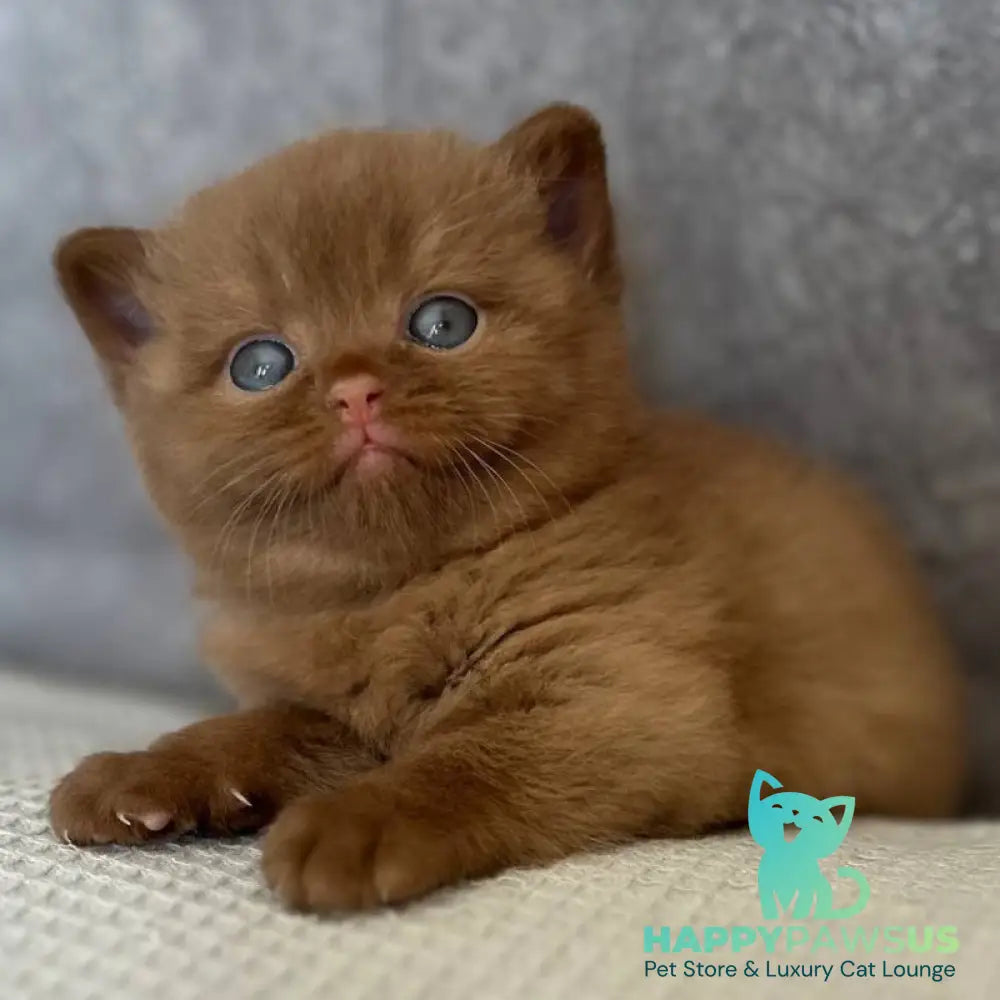Ewa British Shorthair female cinnamon - live animals