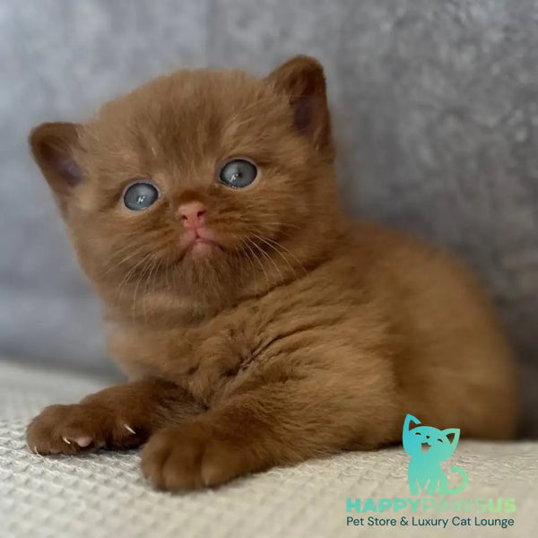 Ewa British Shorthair female cinnamon - live animals