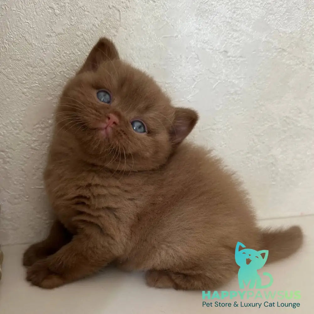 Ewa British Shorthair female cinnamon - live animals