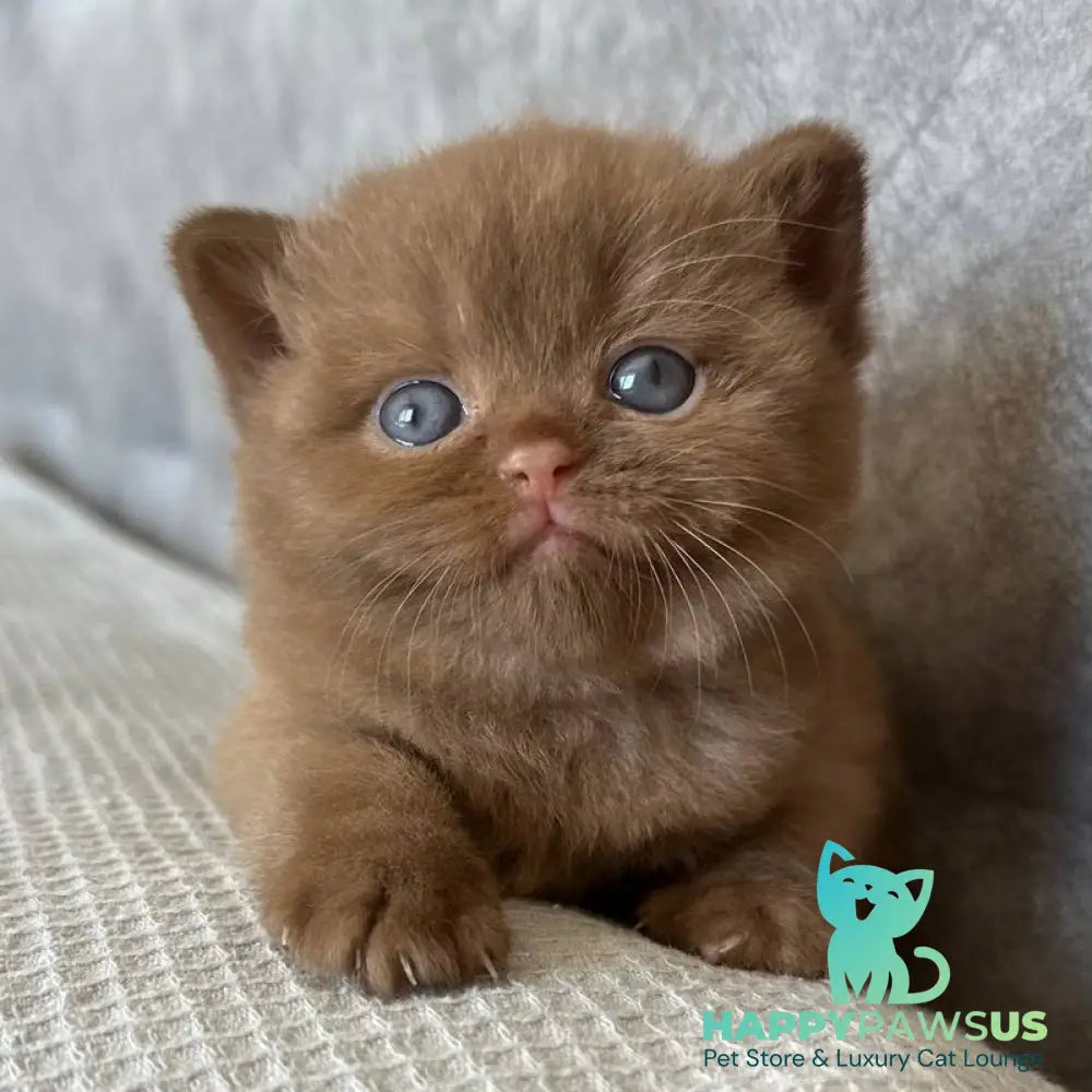 Ewa British Shorthair female cinnamon - live animals