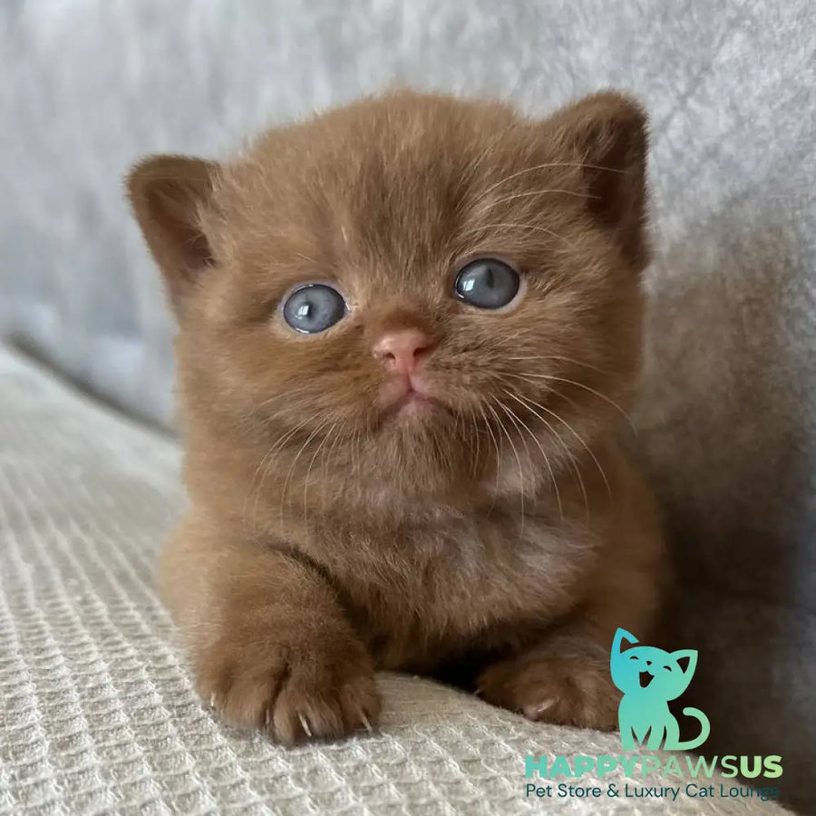 Ewa British Shorthair female cinnamon - live animals
