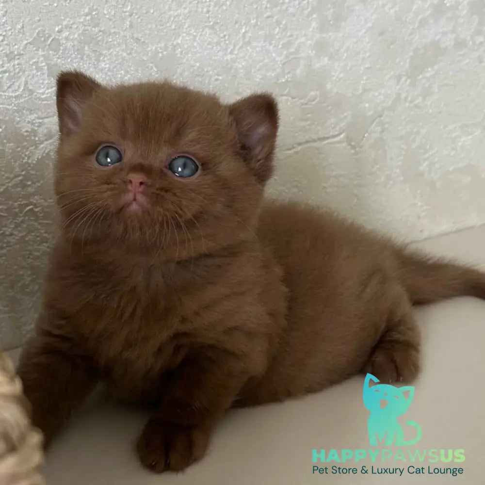 Ewa British Shorthair female cinnamon - live animals