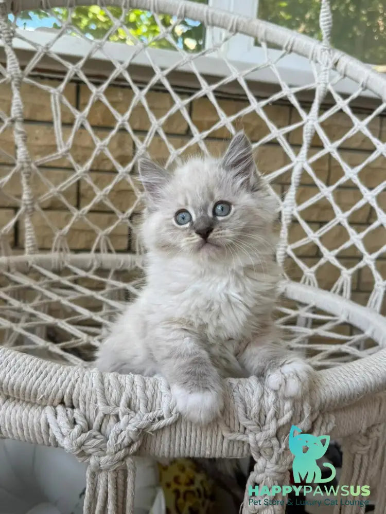 Excellent Siberian male blue pointed bicolour - live animals