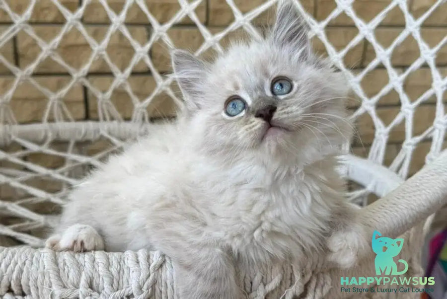 Excellent Siberian male blue pointed bicolour - live animals