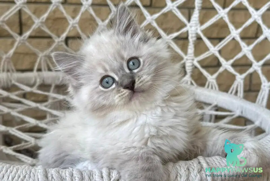 Excellent Siberian male blue pointed bicolour - live animals
