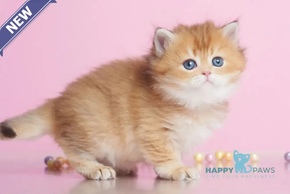 Ezhevika British Longhair female chocolate golden shaded live animals