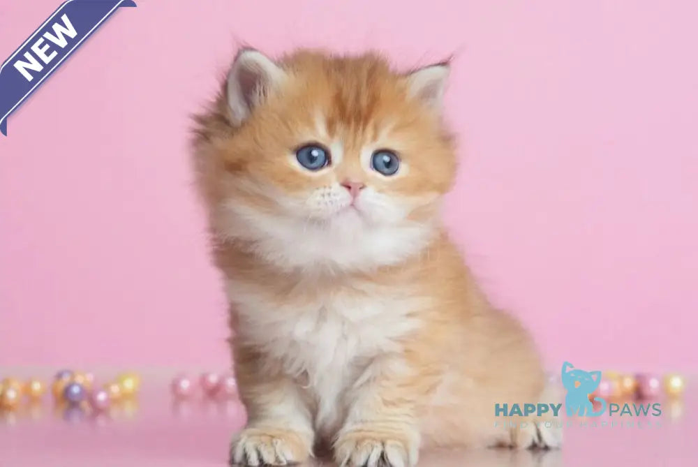 Ezhevika British Longhair female chocolate golden shaded live animals