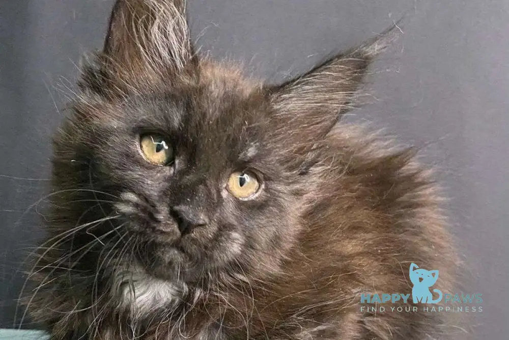 Ezra Maine Coon female black silver live animals
