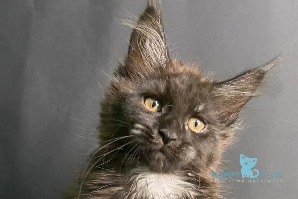 Ezra Maine Coon female black silver live animals